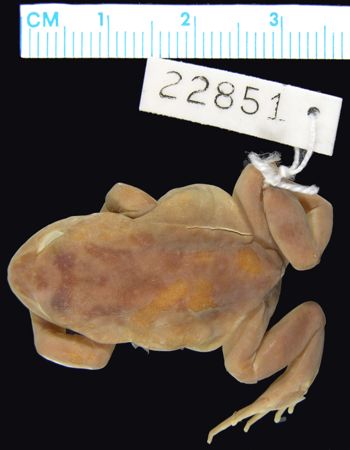 Media type: image; Herpetology A-22851